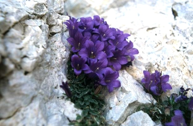 Campanula morettiana / Campanula di Moretti